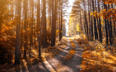 4 Things You Won’t Want To Miss Living In Central Arkansas