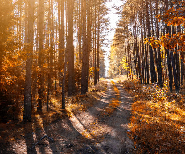 4 Things You Won’t Want To Miss Living In Central Arkansas