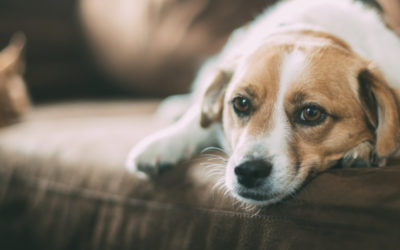 Will My Dog Be Happy Living In Little Rock?