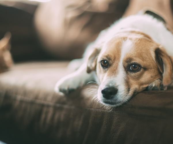 Will My Dog Be Happy Living In Little Rock?