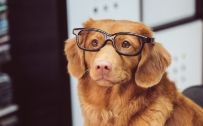 How to Find Pet-Friendly Apartments in Little Rock