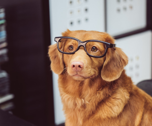 How to Find Pet-Friendly Apartments in Little Rock